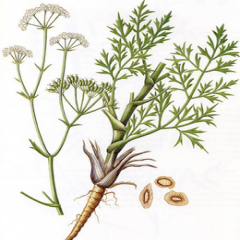 Radix Saposhnikoviae
