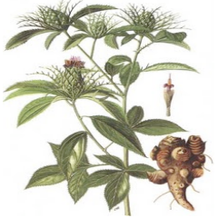 Rhizoma Atractylodis macrocephalae