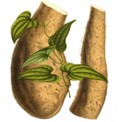 Rhizoma Dioscoreae
