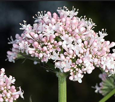 valeriana officinalis