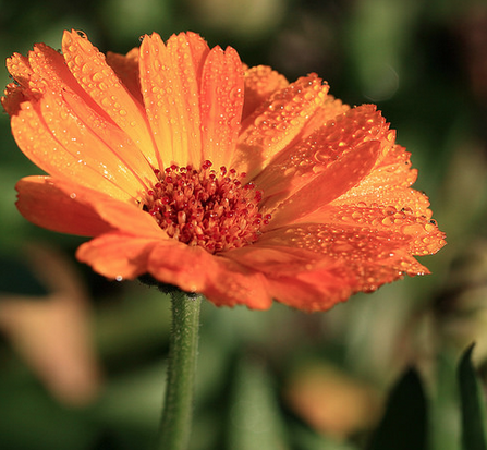 Calendula