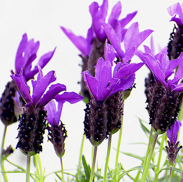 lavendel