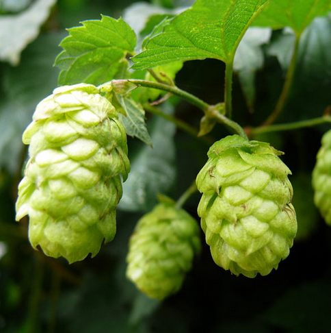 hop
