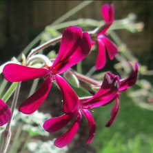 Pelargonium