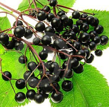 Sambucus nigra