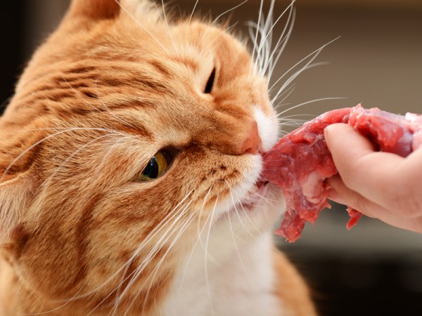 Katten zijn echte carnivoren en daarom dol op verse vlees of vis voeding