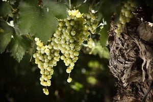Torrontés – een bloementuin in uw glas.