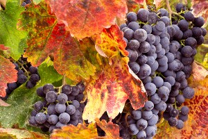 Cabernet sauvignon of merlot – welke kiest u?
