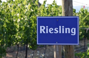 Riesling – een nobele kameleon onder de druiven