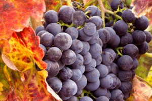 Pinot noir – rode wijn met vele gezichten