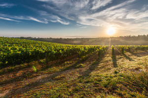 Vermentino - het ontdekken meer dan waard