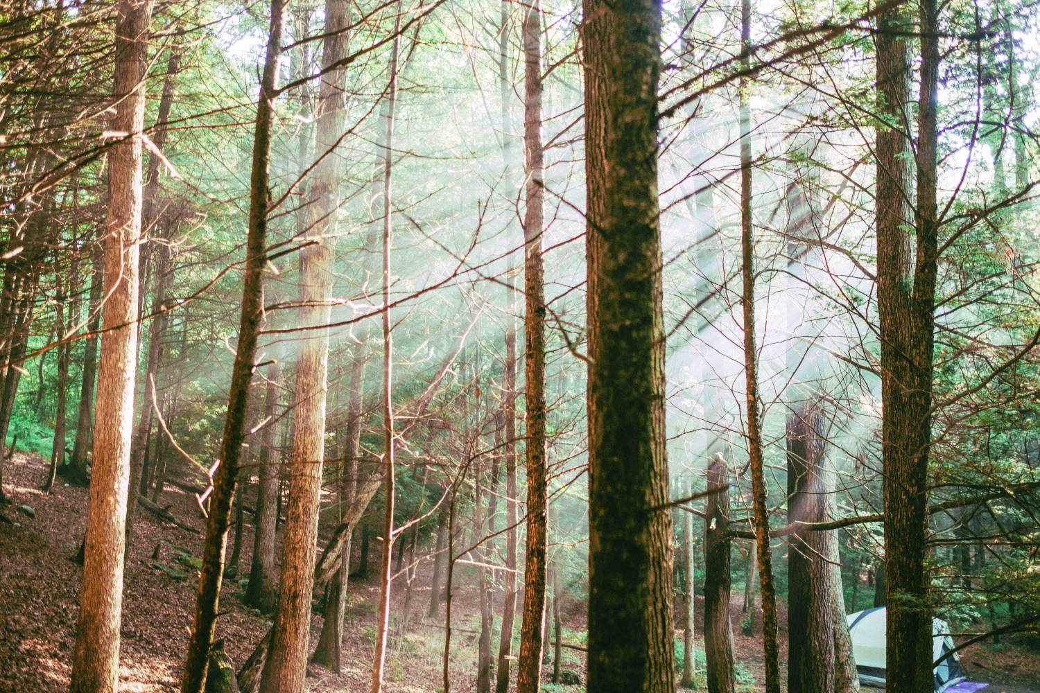 Von Nachhaltigkeit, den Werten des Waldes und Handyhüllen aus Holz