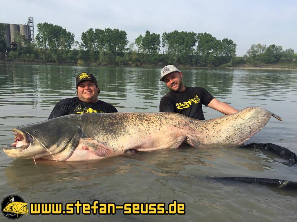Megafisch