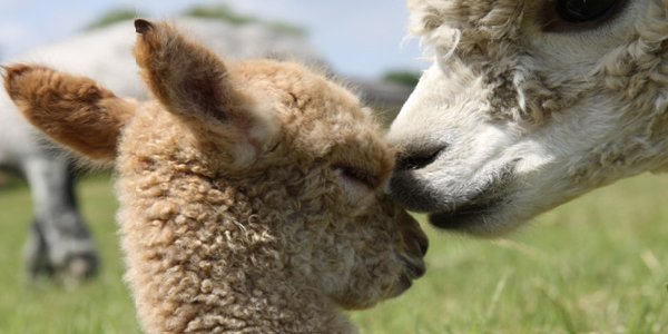 Alpaca's in Nederland!