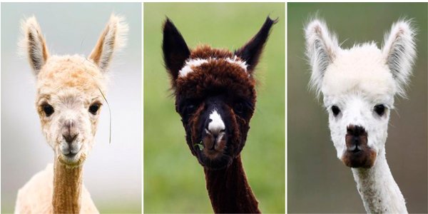 Een alpaca of een lama?