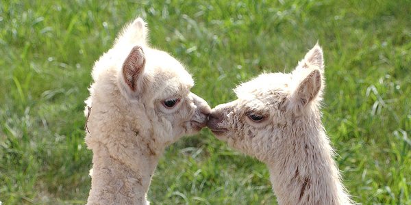 Baby alpacawol?
