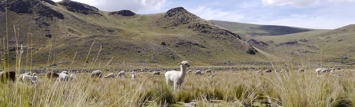 Alpacawol; de magische vezel uit Peru!