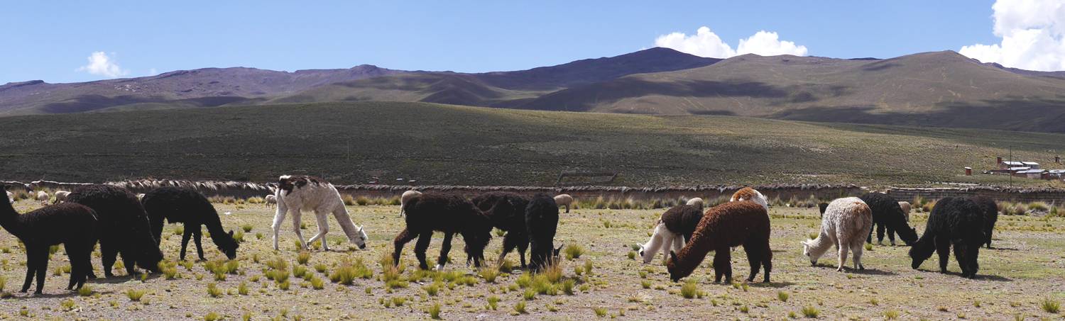 Alpacawol: Het echte goud uit de Andes van Peru.
