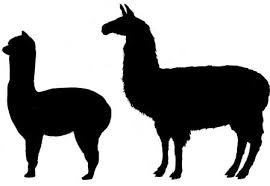 Alpaca vs Llama - black and white