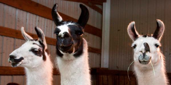 3 Funny Llamas 