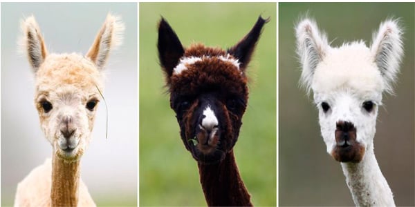 Funny alpacas picture - 3 alpacas