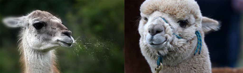 10 Verschillen Tussen Een Alpaca En Een Lama - Alpaca vs Lama