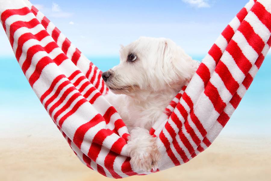 Huisdieren in de zomer