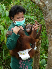 Orang-Utan Waisenkinder