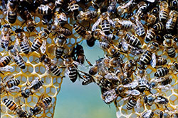 Bienen bauen
