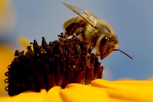 Partner Mellifera