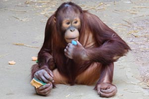Monkey Changi Painting