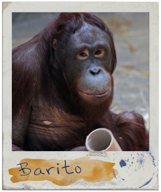Portrait Barito