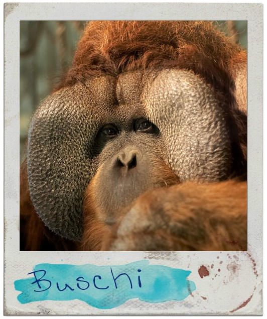 Portrait Buschi