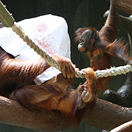 Tierheim Ulm