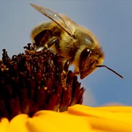 Mellifera