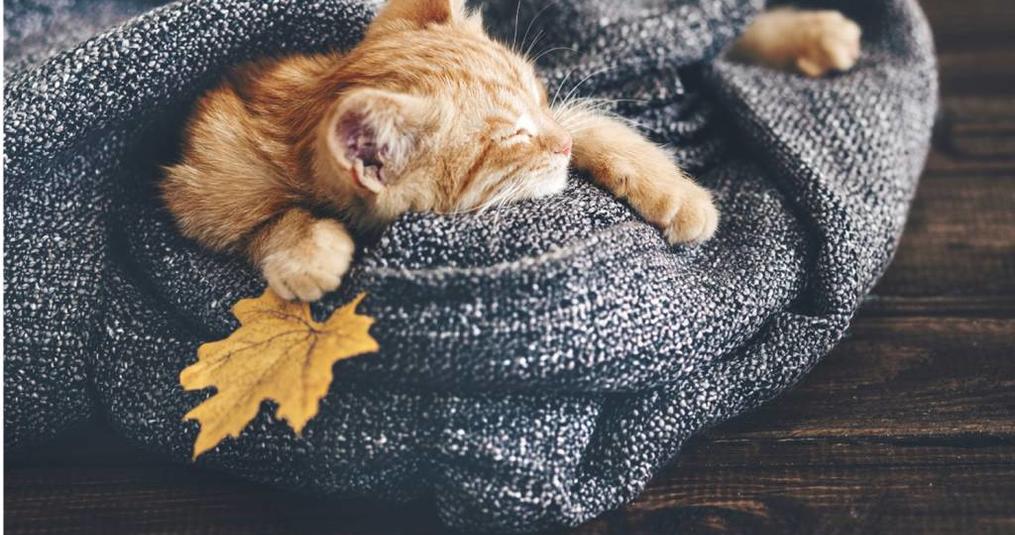 Dierendesign matten, leuk voor de dierenliefhebber!