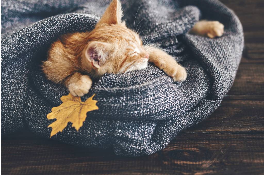 Dierendesign matten, leuk voor de dierenliefhebber!