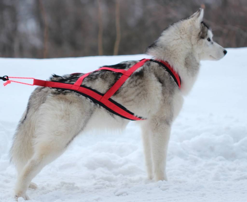 Northern Howl Zuggeschirr für Hunde, XBack in Rot Lasagroom