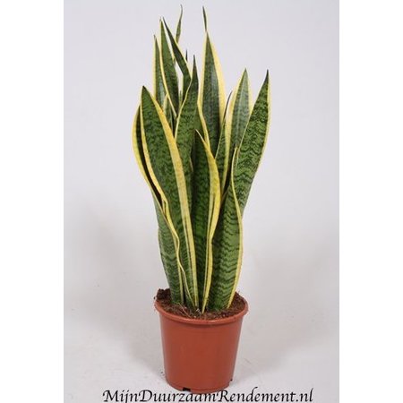 Sanseveria Trifasciata (Vrouwen tongen) - MijnDuurzaamRendement Arnhem Sanseveria Trifasciata (Vrouwen tongen) - MijnDuurzaamRendement Arnhem