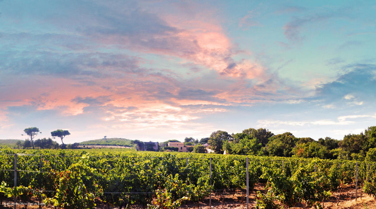Chateau la Negly La Clape Languedoc wijnen online kopen