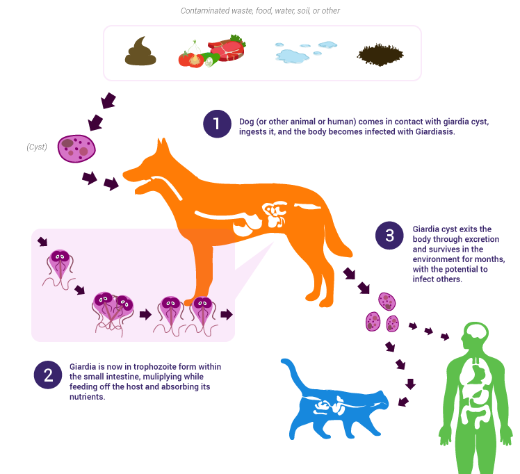 giardia bakterie bij honden