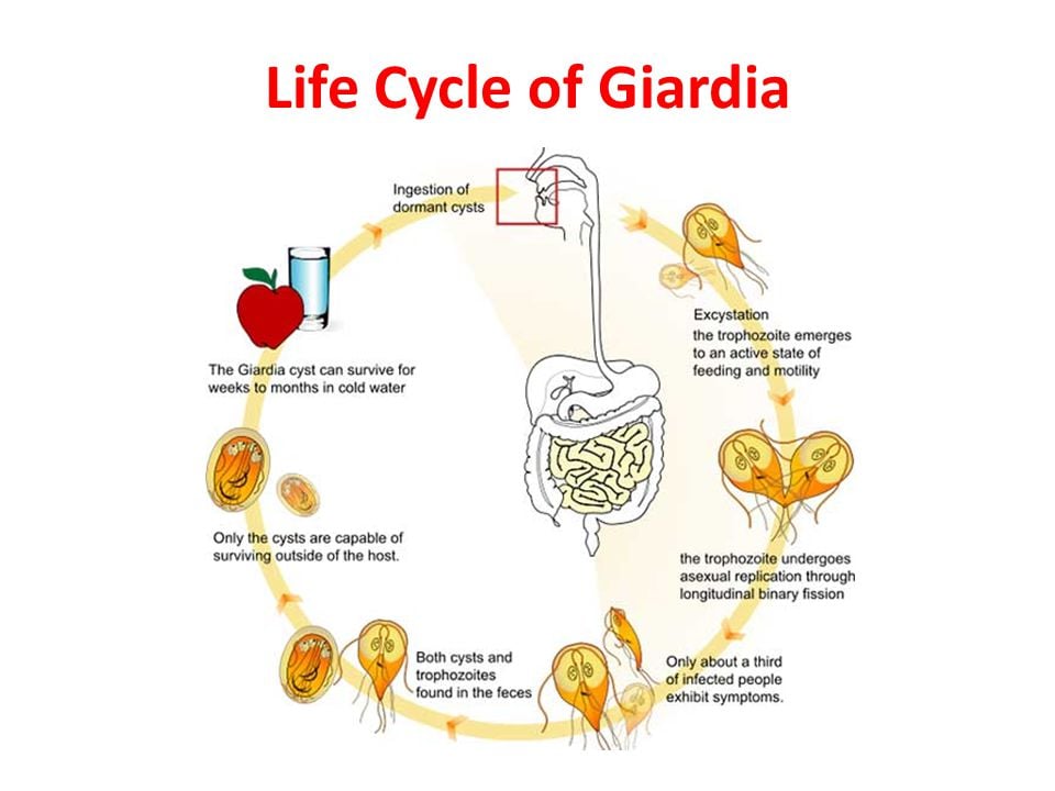 Giardia parasiet mens. Giardia belfergesseg tunetei embernel Giardia parasiet mens