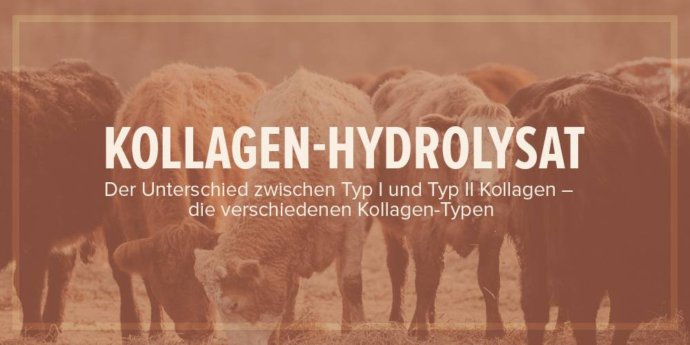 Kollagen-Hydrolysat: Der Unterschied zwischen Gelatine und den verschiedenen Typen