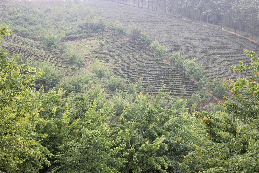 Teeplantage direkt neben Tianmuhu