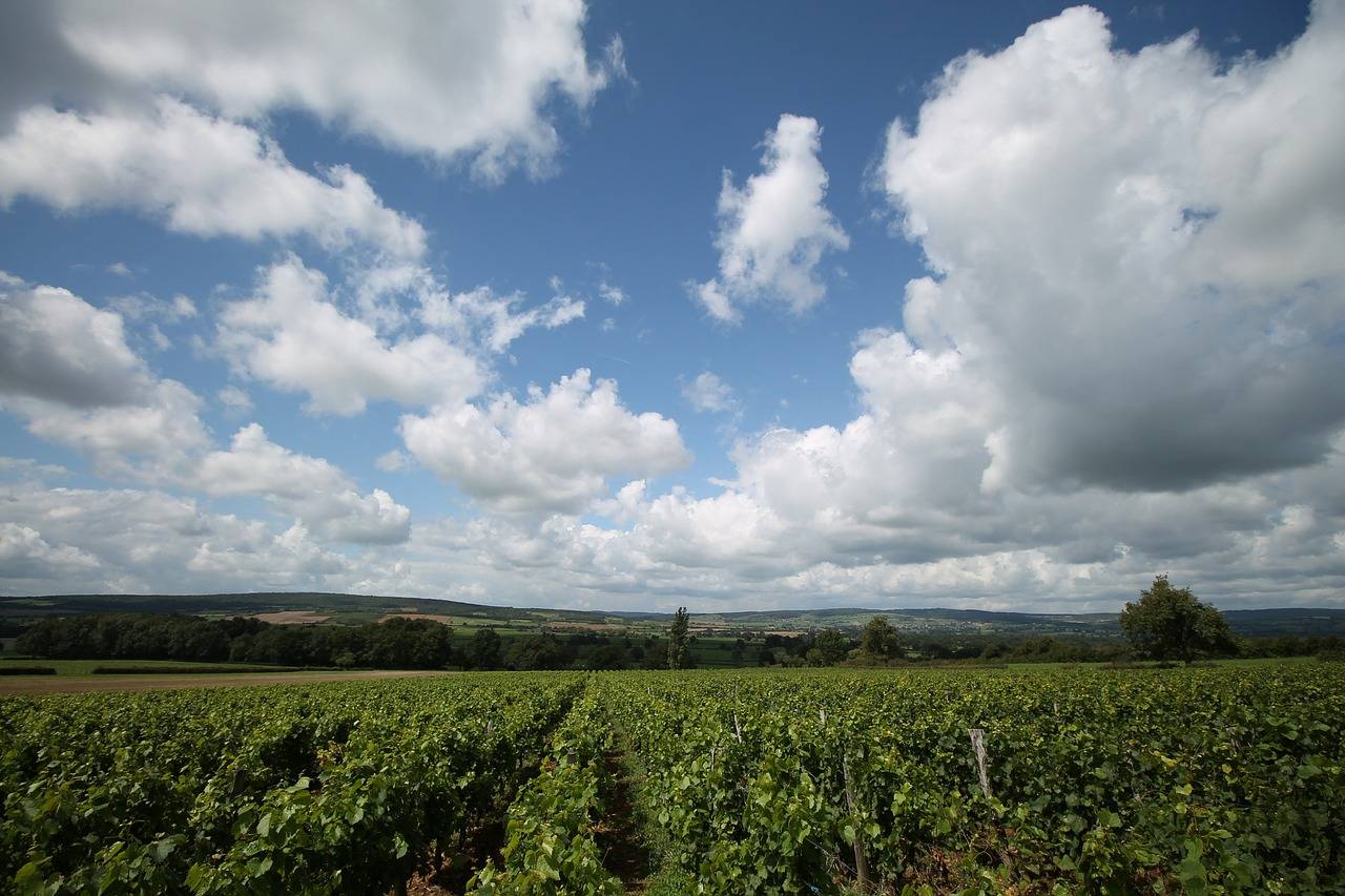 Louis Roederer: Drie weetjes over het champagnehuis