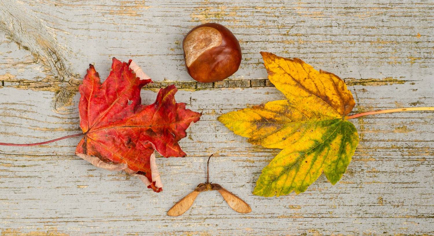 Laurent Perrier & dineren: een heerlijk herfstachtig gerecht