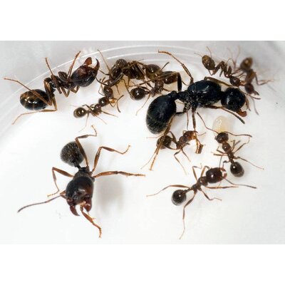 Messor barbarus colony queen and 20+ workers