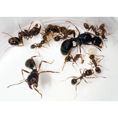 Messor barbarus colony, queen and 2-8 workers