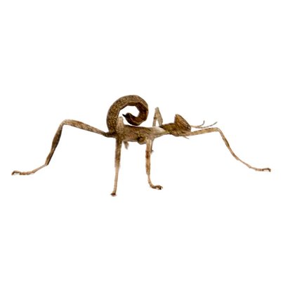 Australian nymph stick insect psg9