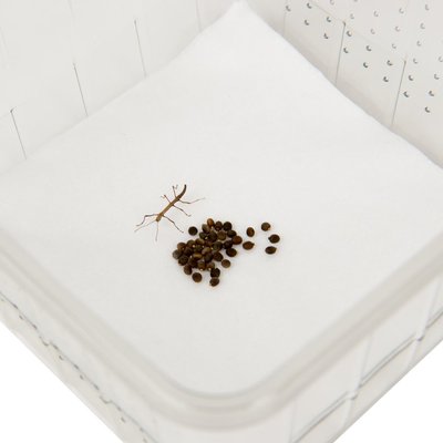 Growkit Eggs of Indian stick insect, PSG1